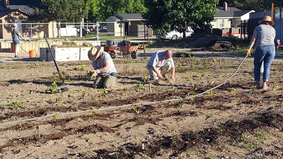 Three people with hoses and tools work in a large town garden plot.