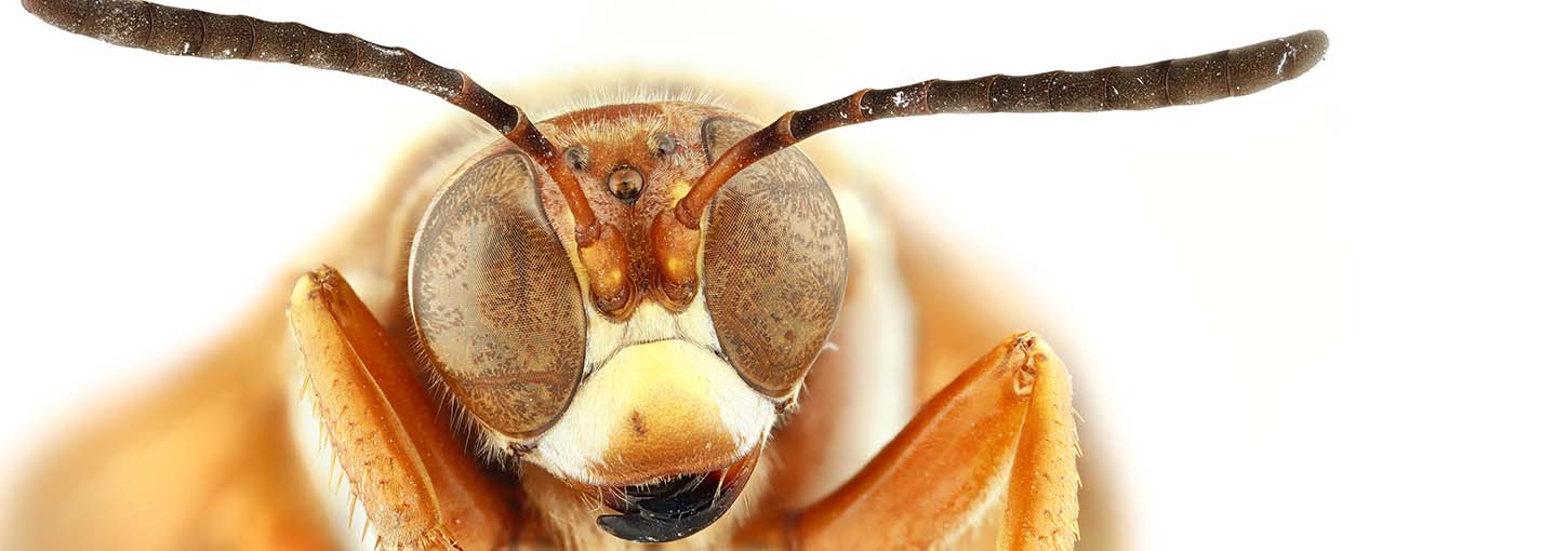 A closeup photo of the western cicada killer wasp.
