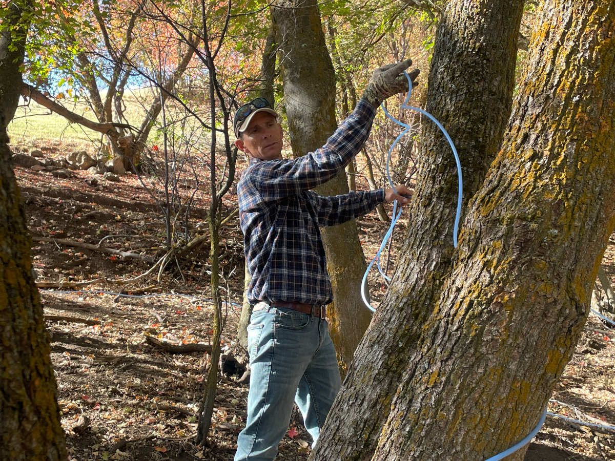A man lays out a network of rubber tubing to transport sap from maple trees.