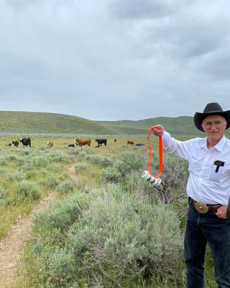 Man holds cattle collar with cows in the background.
