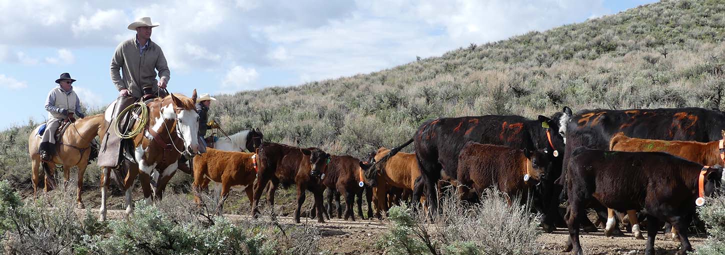Three individuals on horseback following herd of cattle on rangeland.
