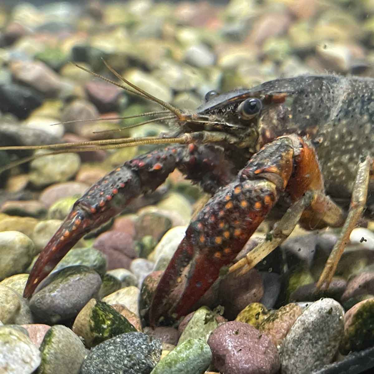 A red swamp crayfish inside an aquarium.