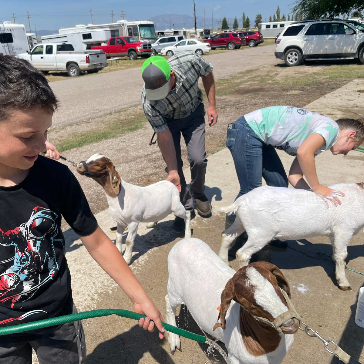 A group of youth washing goats.
