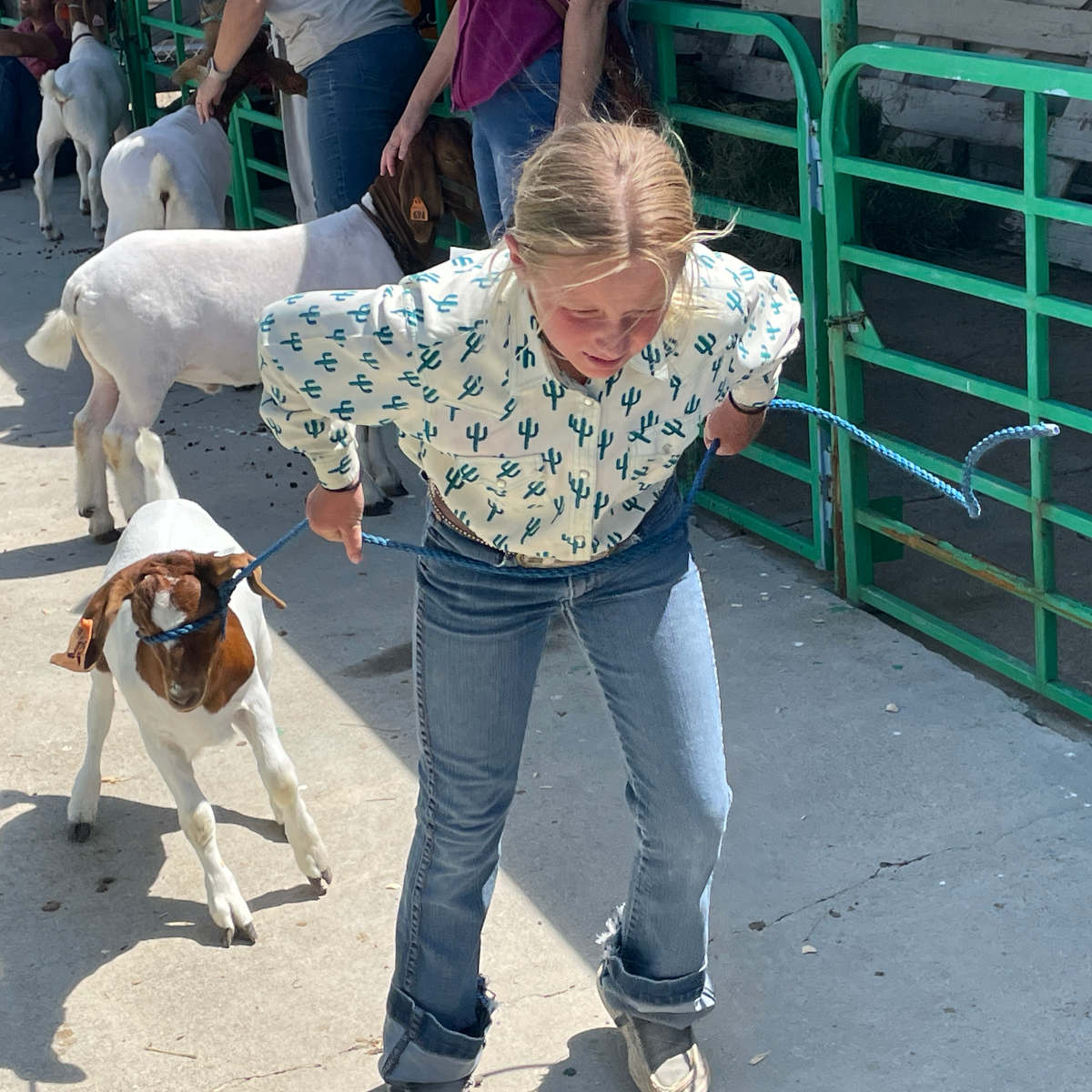 A child walking a goat on a leash.