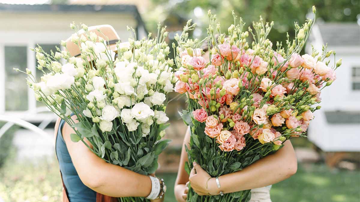 A bundle of white cut flowers and a bundle of pink cut flowers.