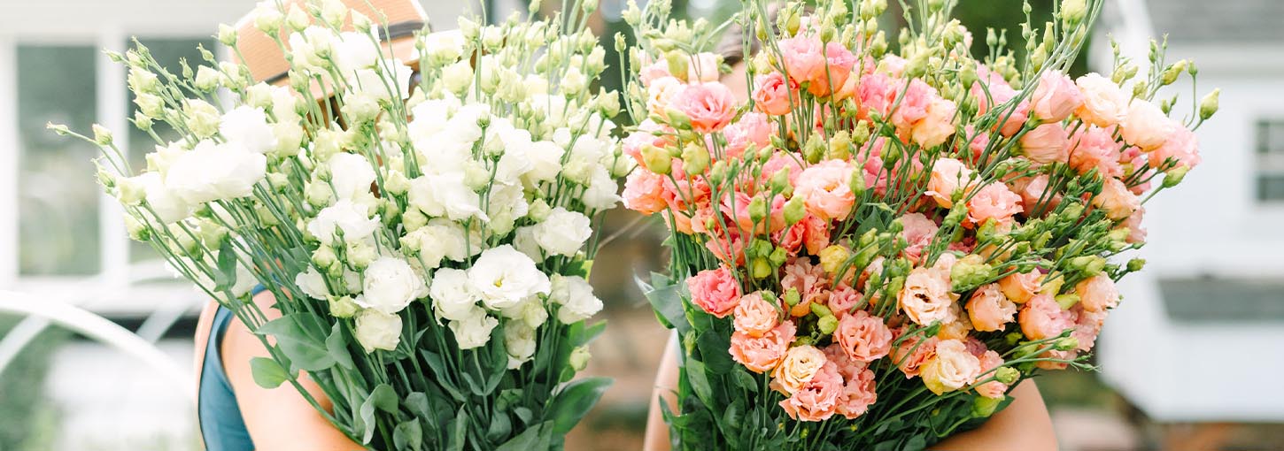 A bundle of white cut flowers and a bundle of pink cut flowers.