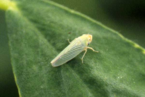 Long green insect on a leaf.
