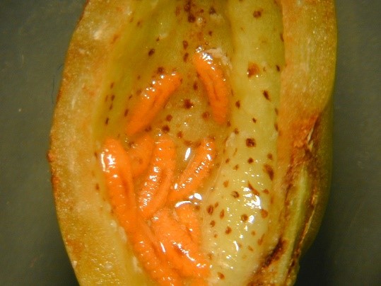 Orange bugs inside a yellow fruit.
