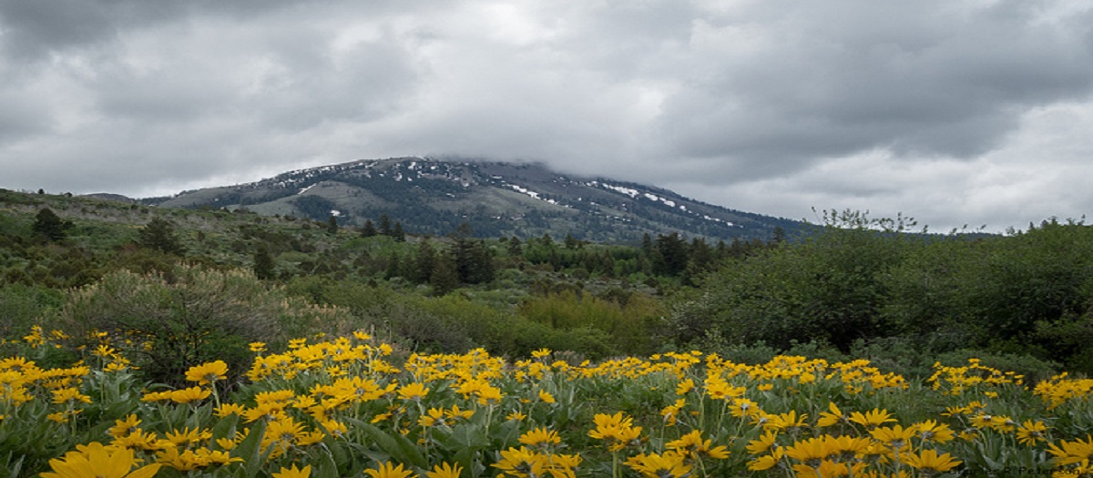 Flowers, trees, and clouds surround a low mountain.