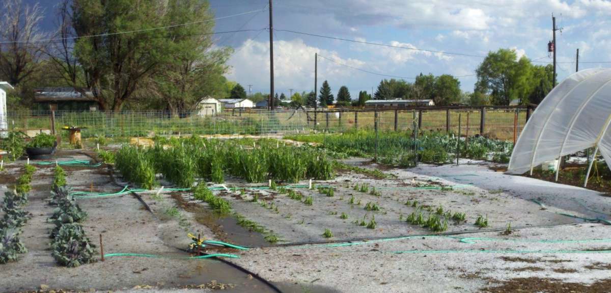 Small plans growing and a plastic greenhouse adjacent.