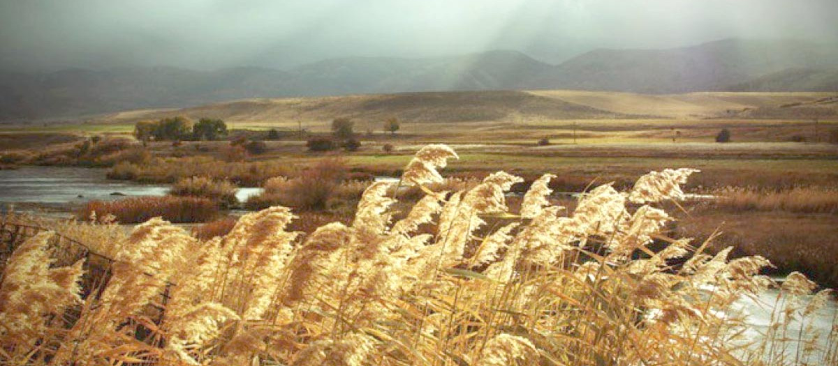 Scene of autumn plants with water, fields and mountains in the background.