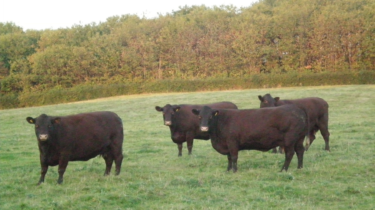 Sussex breed cows seen near Petworth, West Sussex, England.