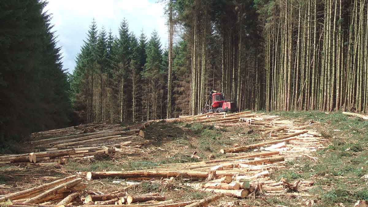 Timber harvesting in forest.