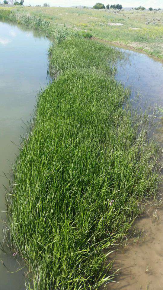 Grassy plants filling a creek.
