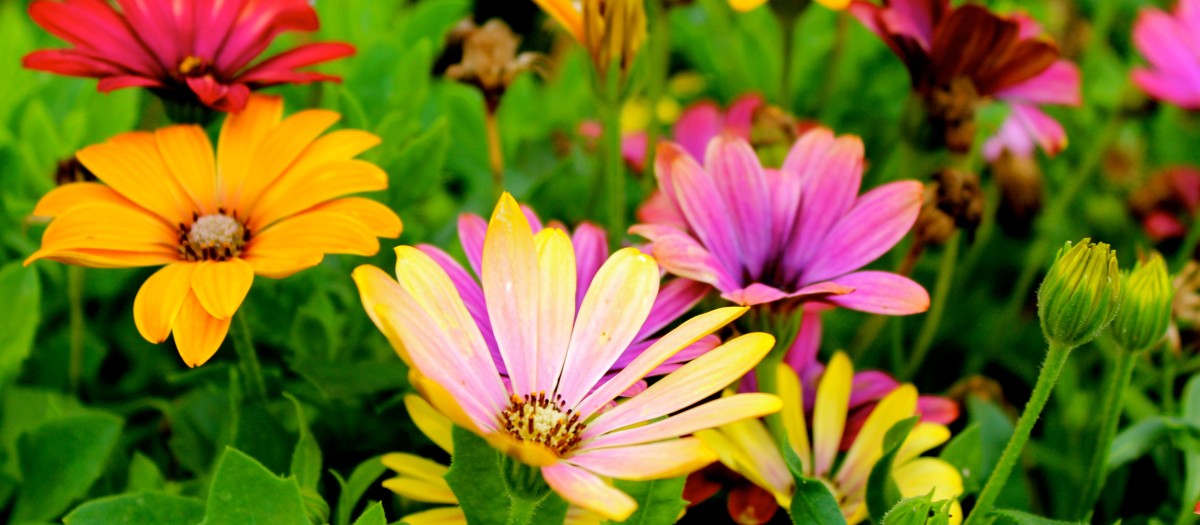 multi-colored flowers
