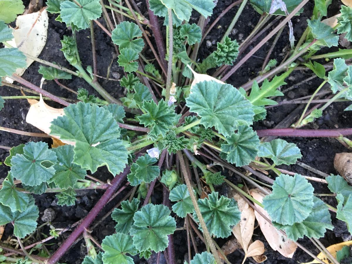 Close-up of Mallow Weed