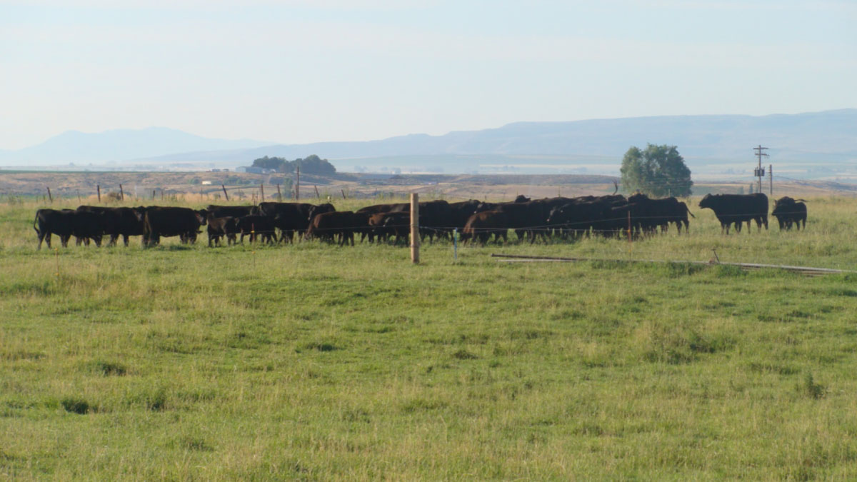 cattle grazing in Lincoln County