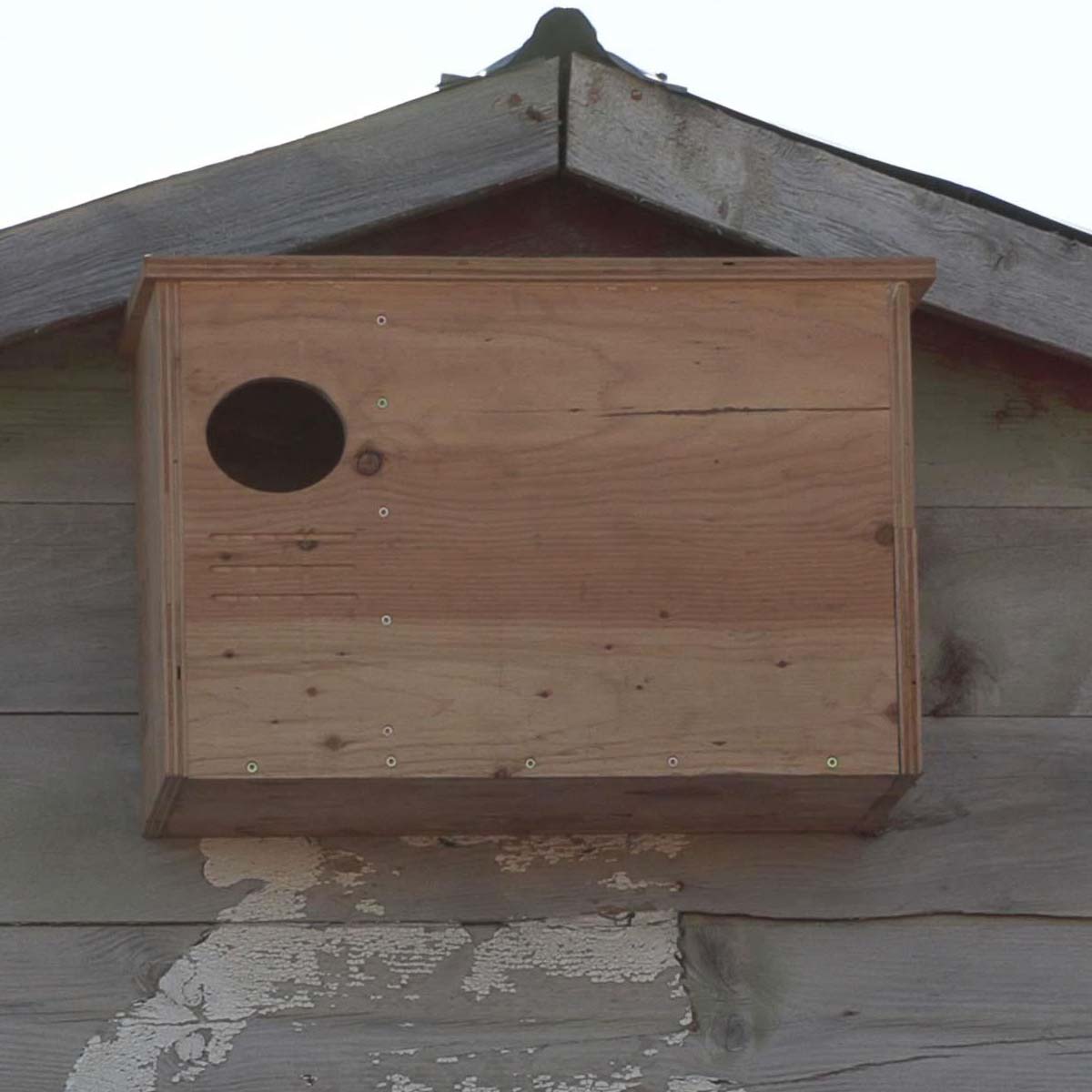 barn owl box set on a side of a barn