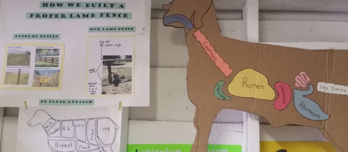 Posters showing "how we built a proper lamb fence" and parts of the lamb's body.