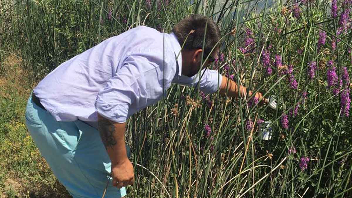 Brad Stokes, Extension educator, releasing beneficial insects (Galerucella spp.) for biological control of purple loosestrife (Lythrum salicaria) in Elmore County