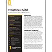 Cereal Grass Aphid: A Newly Invasive Pest in North America
