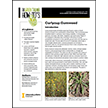 Curlycup Gumweed