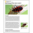 Red Firebug—A New Idaho Invader?