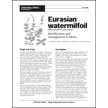 Eurasian Watermilfoil