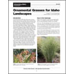 Ornamental Grasses for Idaho Landscapes