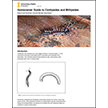 Homeowner Guide to Centipedes and Millipedes