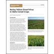 Barley Yellow Dwarf Virus in Idaho Cereal Crops