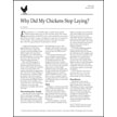 Why Did My Chickens Stop Laying?