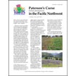 Paterson's Curse (Echium plantagineum) in the Pacific Northwest