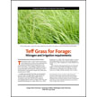 Teff Grass for Forage: Nitrogen and irrigation requirements