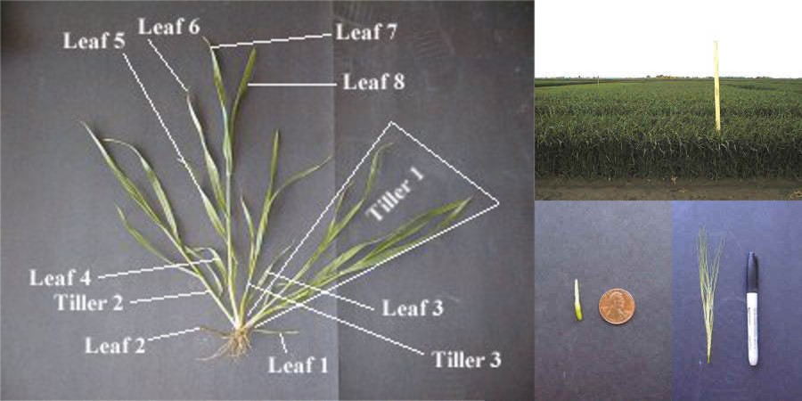 Wheat South Central Southeast Idaho Cereals Ui Extension