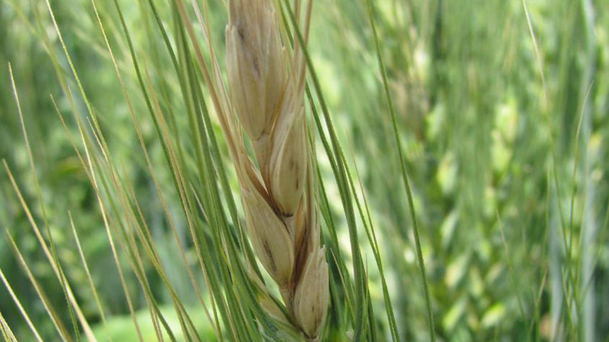 Fusarium Head Blight in Wheat