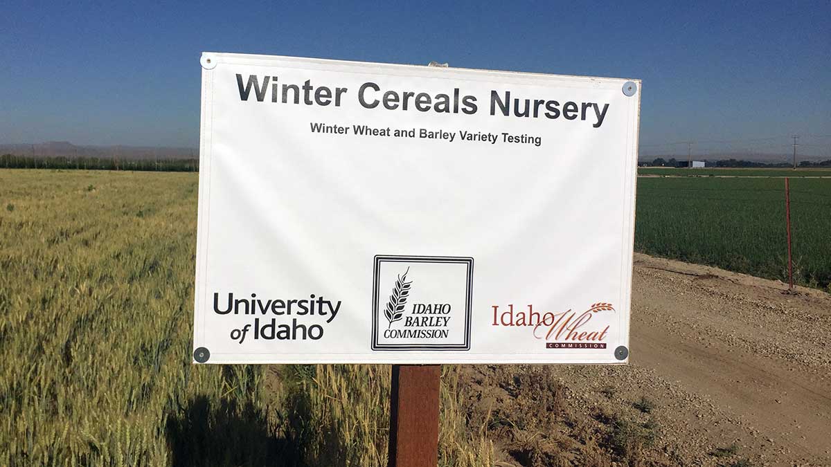 A sign reading "Winter Cereals Nursery" along the edge between a field and a road.