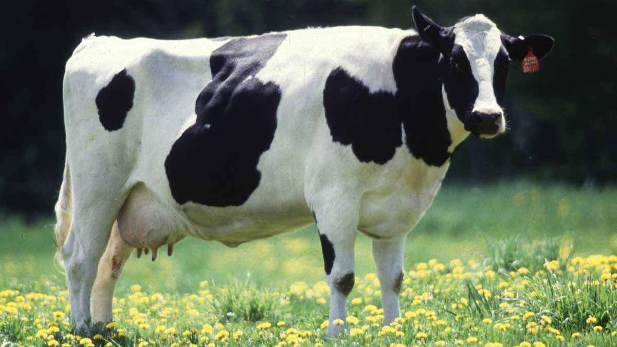 dairy milking cow