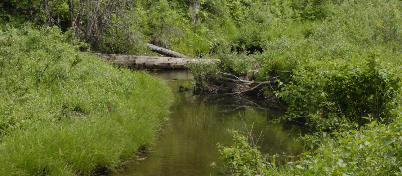 Riparian area and forest stream