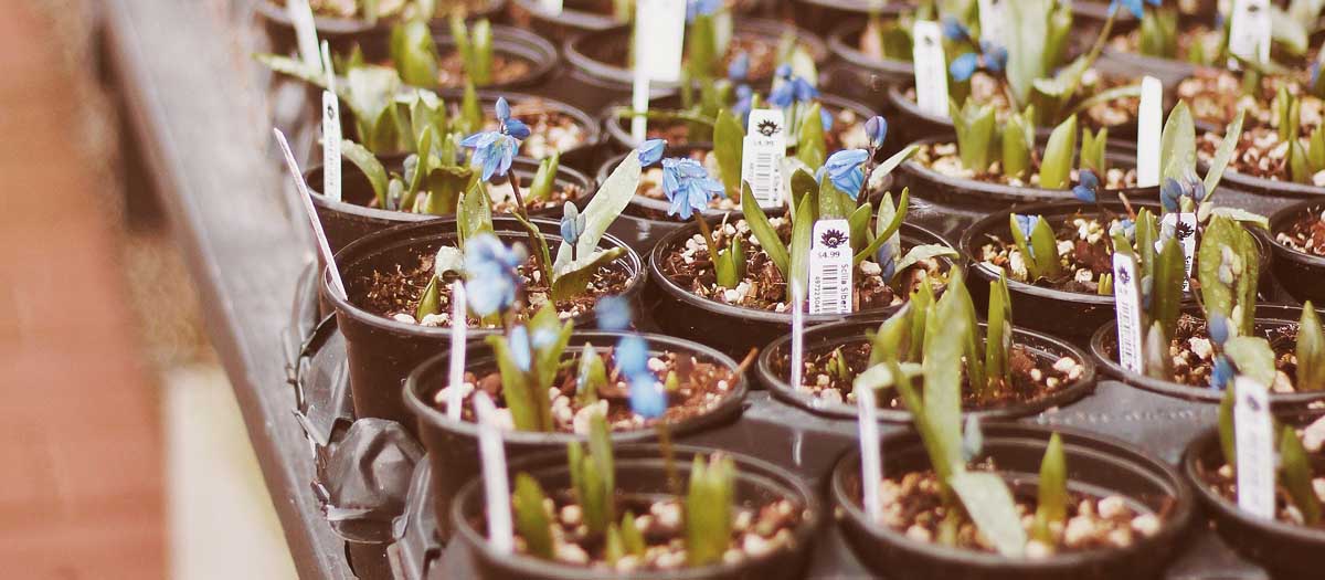 A nursery full of starts in round pots. Thanks to Karly Jones