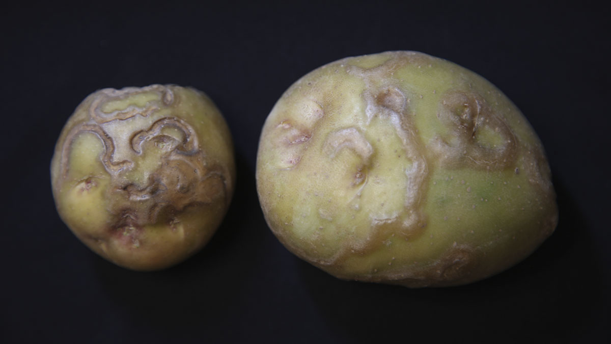 Damage to two potatoes