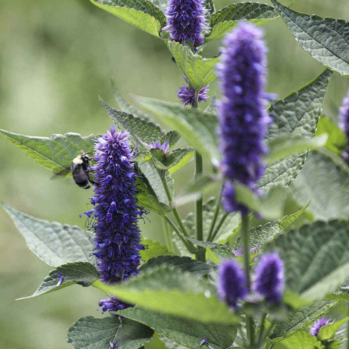 Bee approaches tall, purple anise hyssop flowers