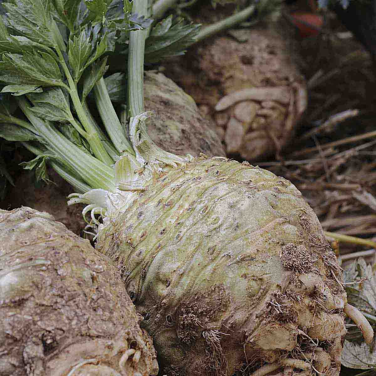 Large celeriac bulbs with celery greens still attached.