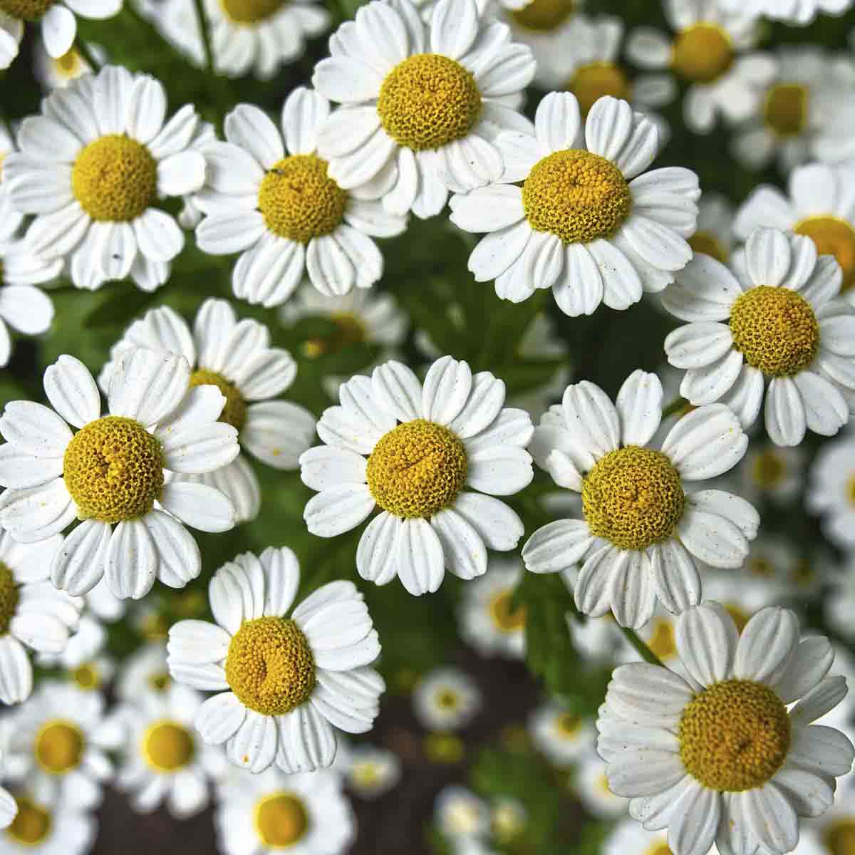Dozens of chamomile flowers growing together.