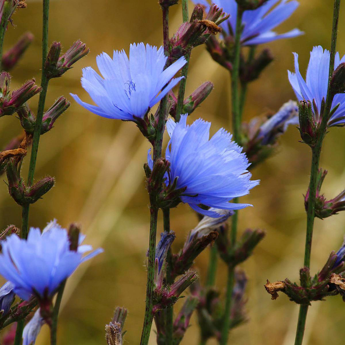 Pale blue chicory flowers on woody stems