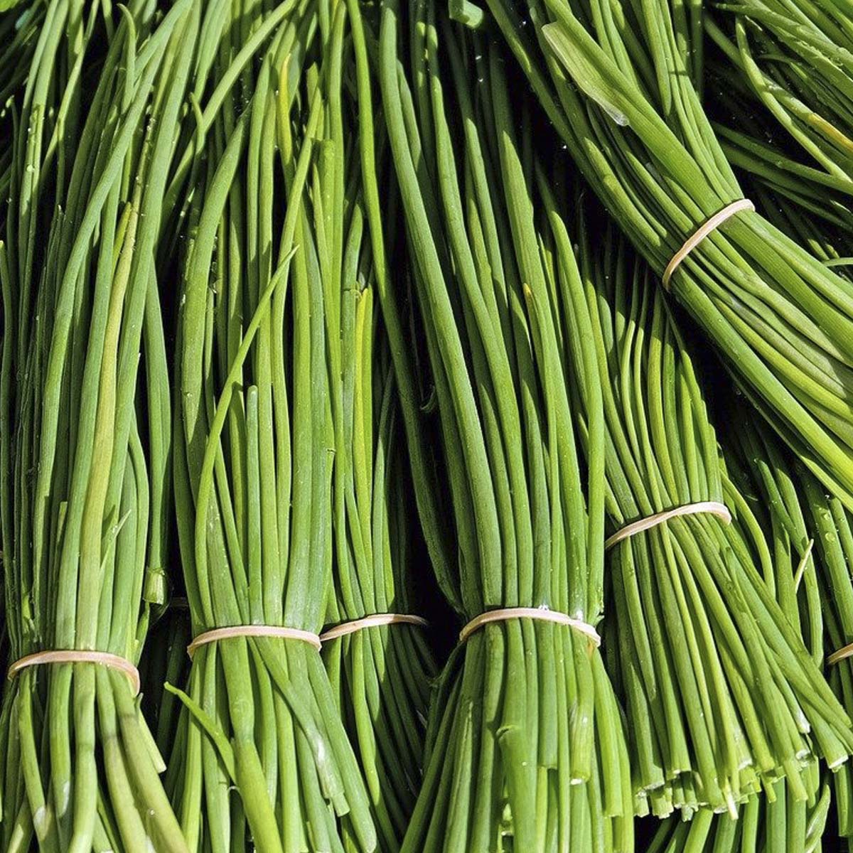 Tied bundles of cut chives