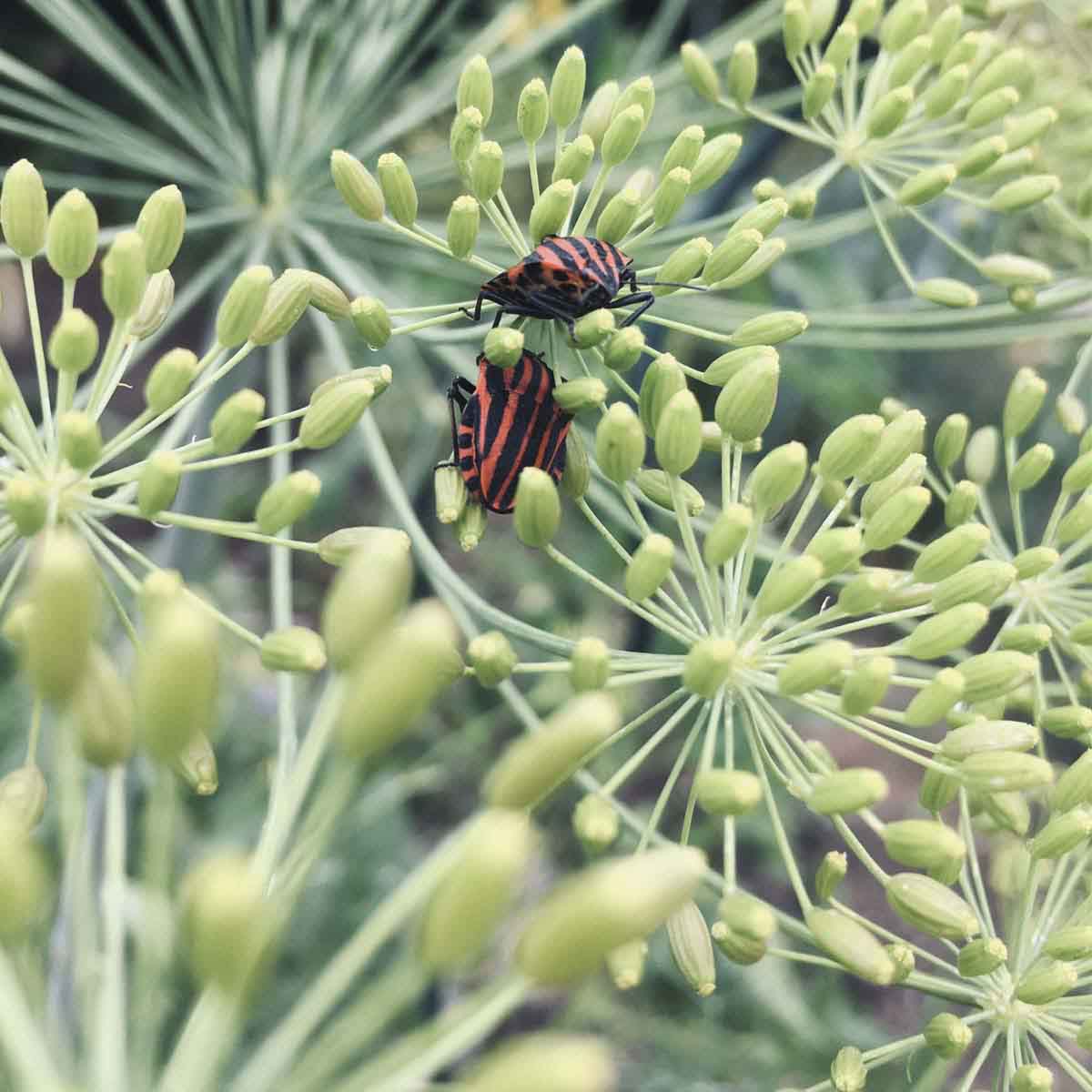 black and red beetles sitting on dill flower buds.