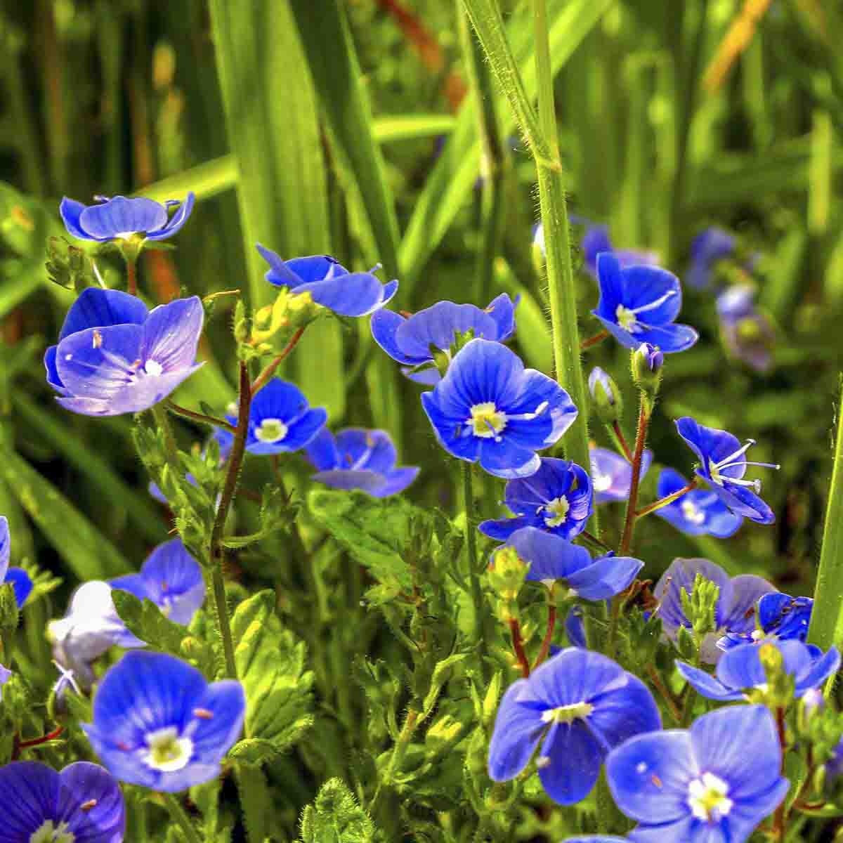bright blue germander flowers growing in meadow.