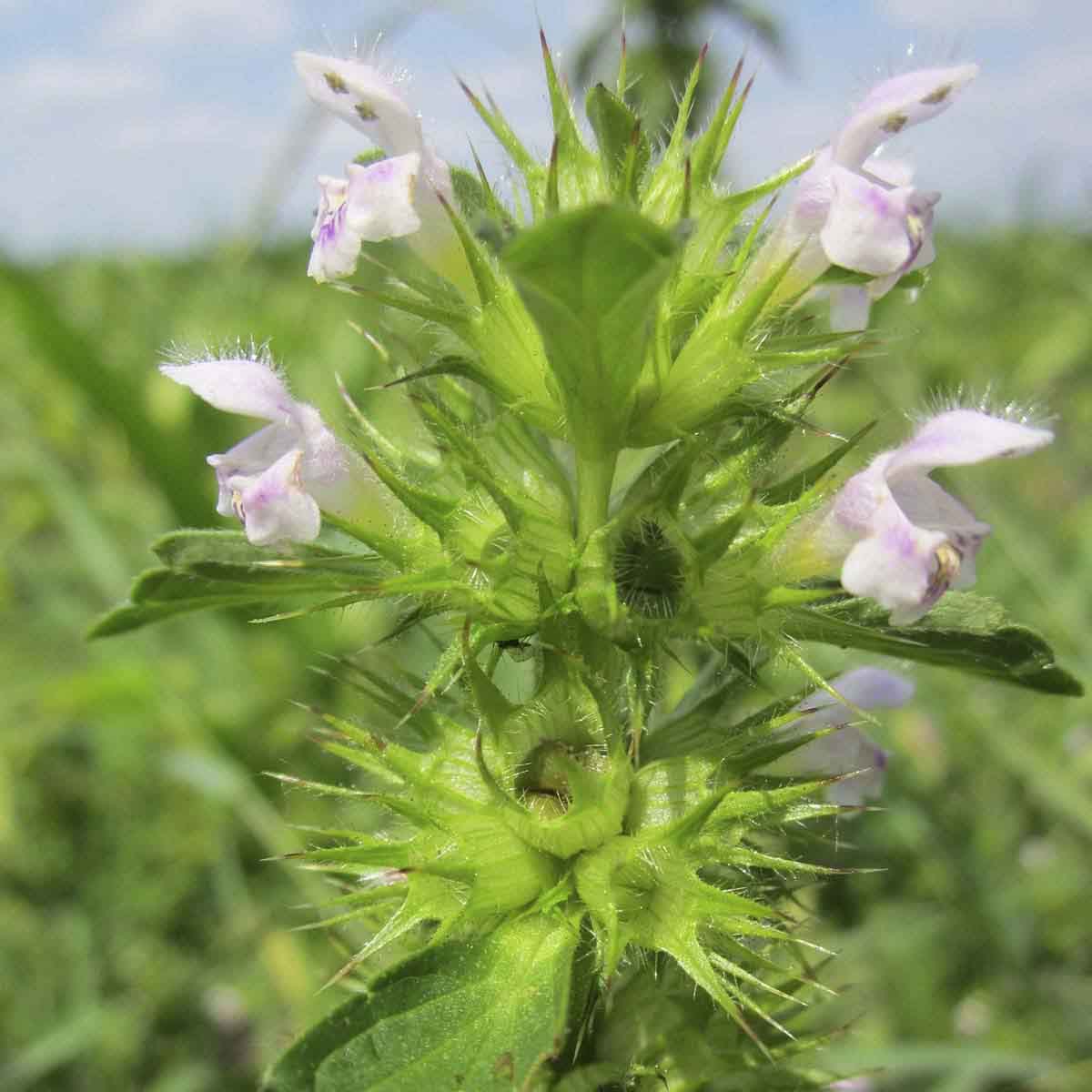 light pink flowers and spikey buds of horehound flowers