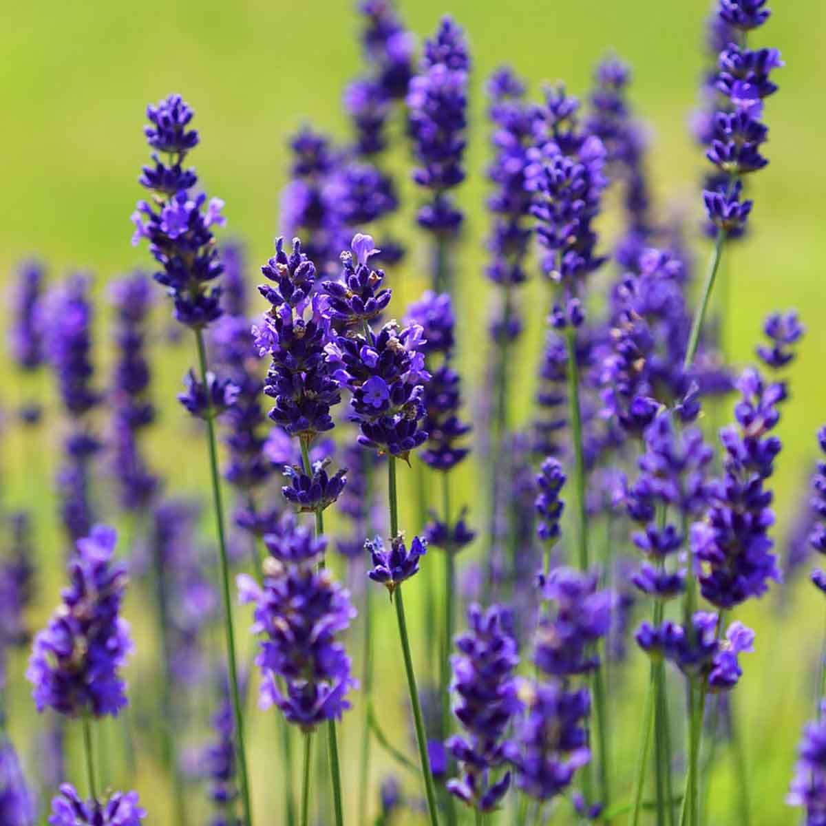 deep purple lavendar flowers.